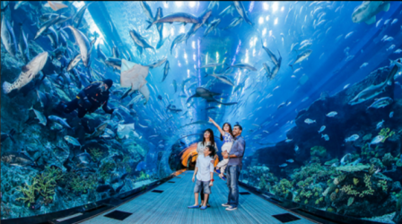 Kinh nghiệm tham quan thủy cung SEA Aquarium ở Singapore
